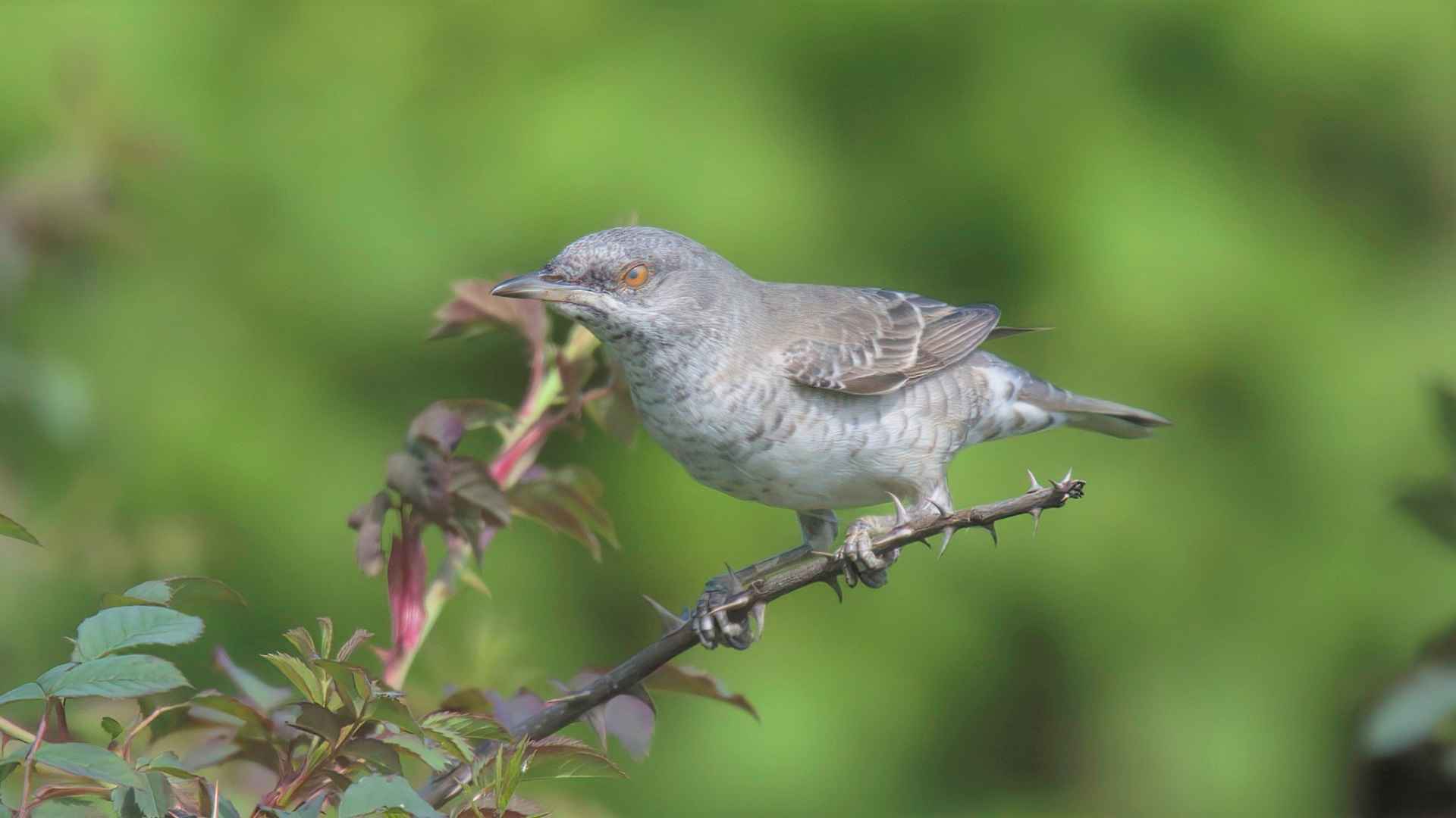 Barred Warbler